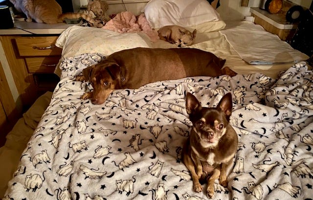 Ihr Zuhause wird dadurch noch gemütlicher, dass sie es mit all ihren Tieren teilt.