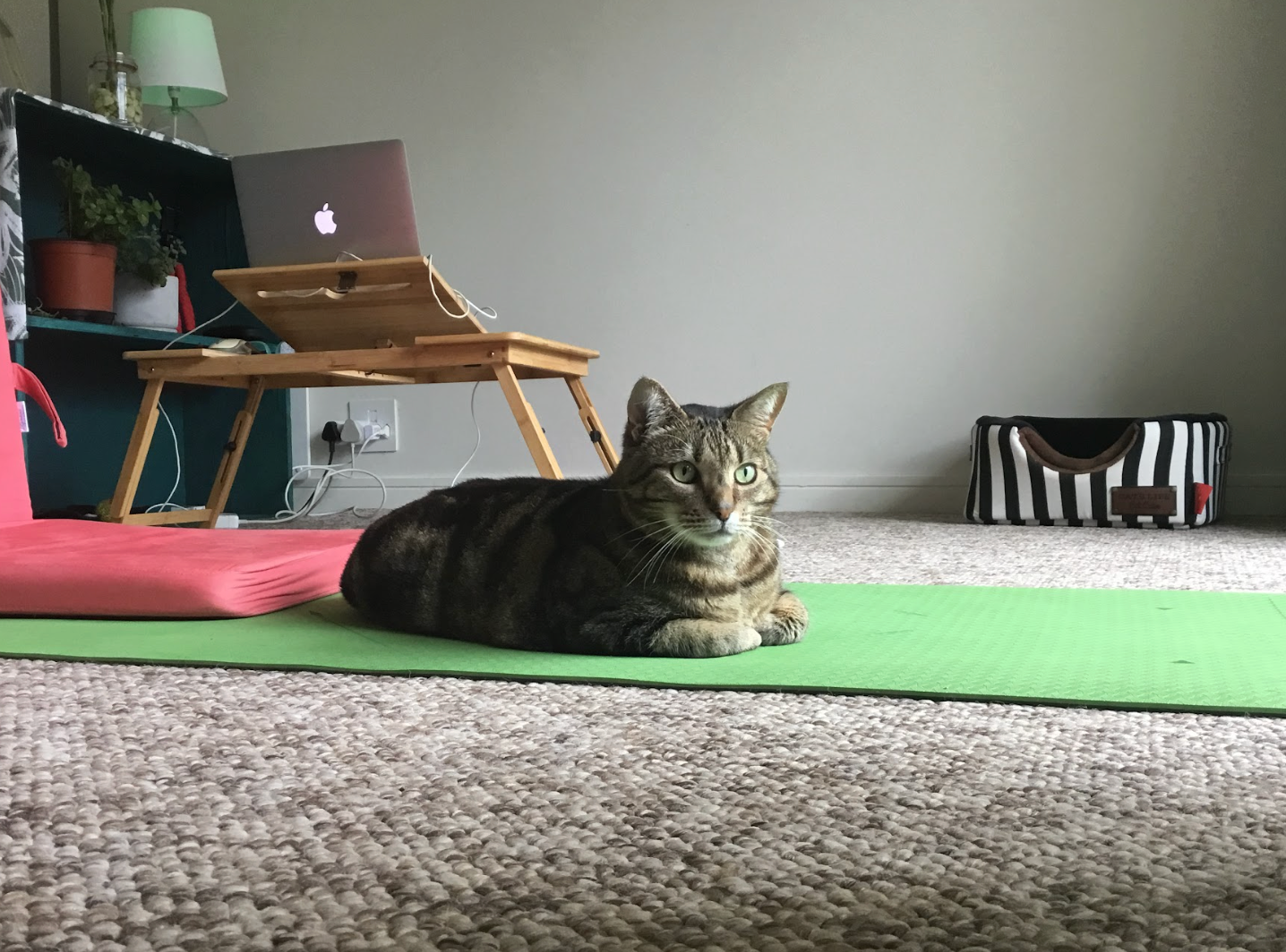 Unsere Katze scheint unser möbelfreies Zuhause zu lieben.